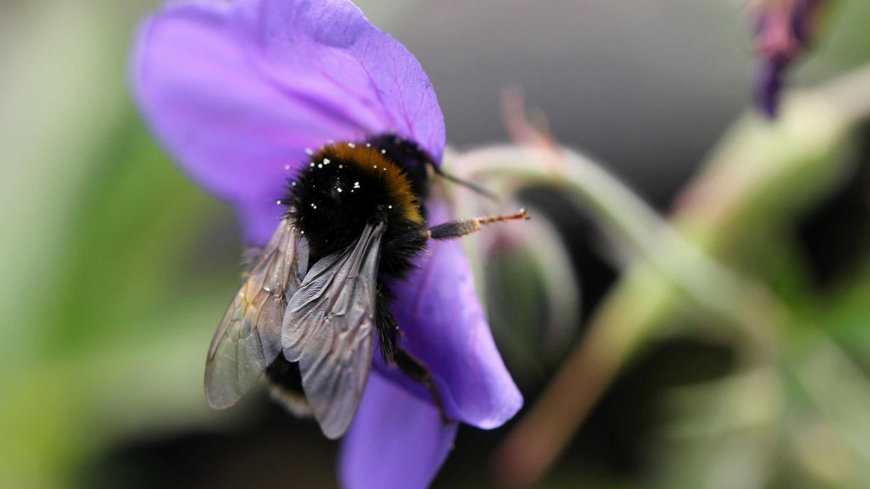 bee on purple flower.