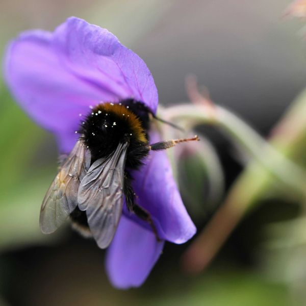 bee on purple flower.