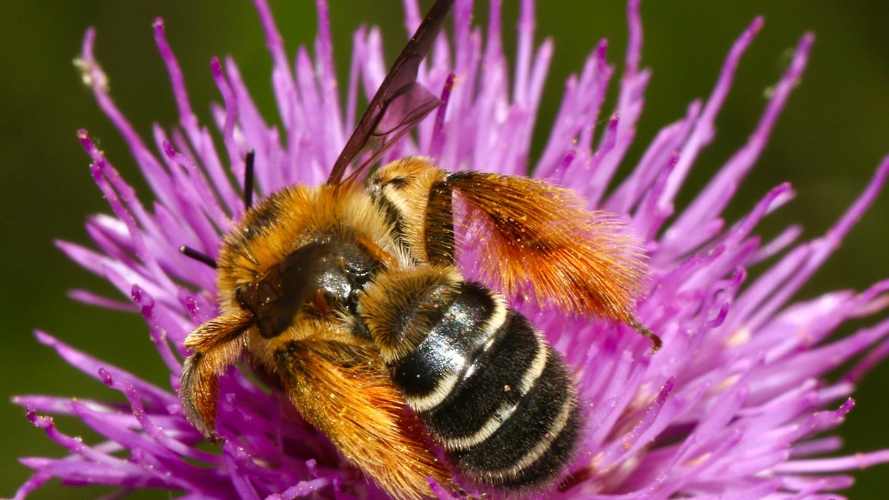 bee sitting on purple flower