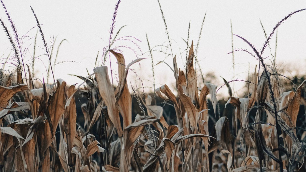 bio-oil big tech climate energy