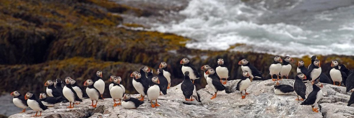 birds climate change