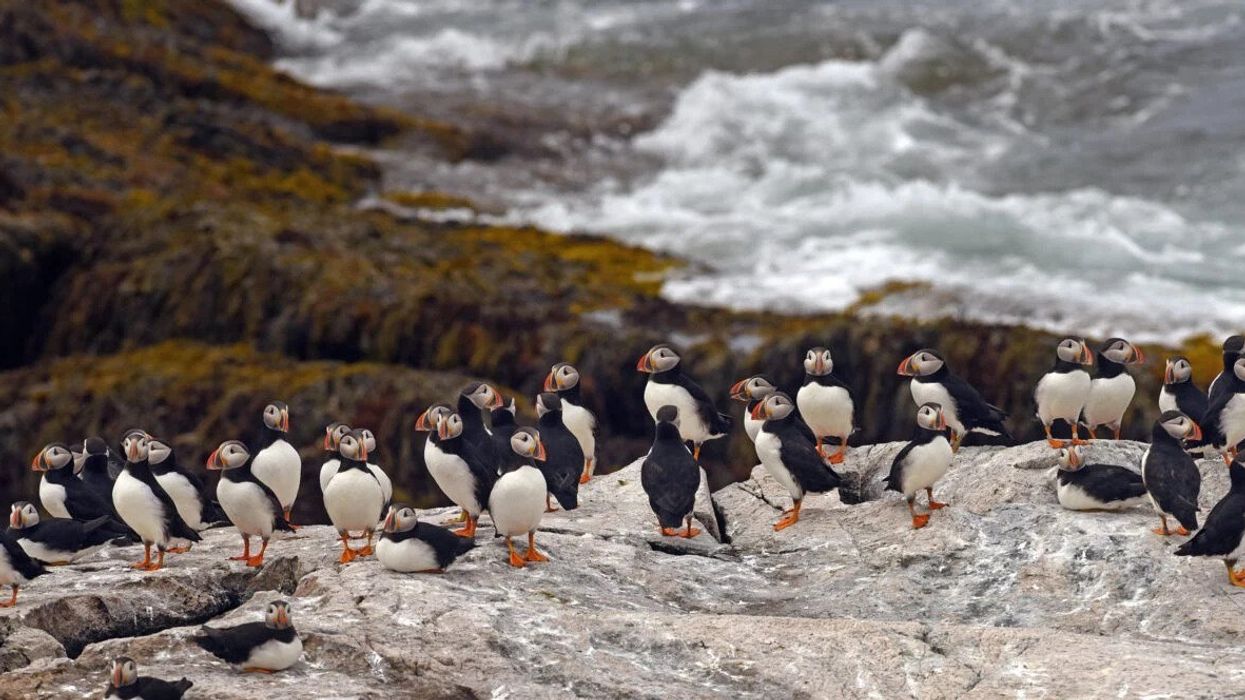 birds climate change