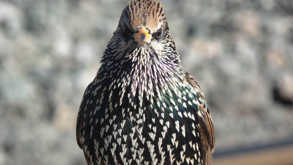 Birds on Prozac are not as sexy to potential partners: Study