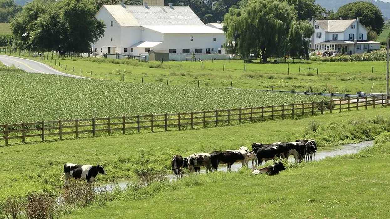 Black and white cows grazing on a farm and wading in a stream with white barn and white farmhouse in background
