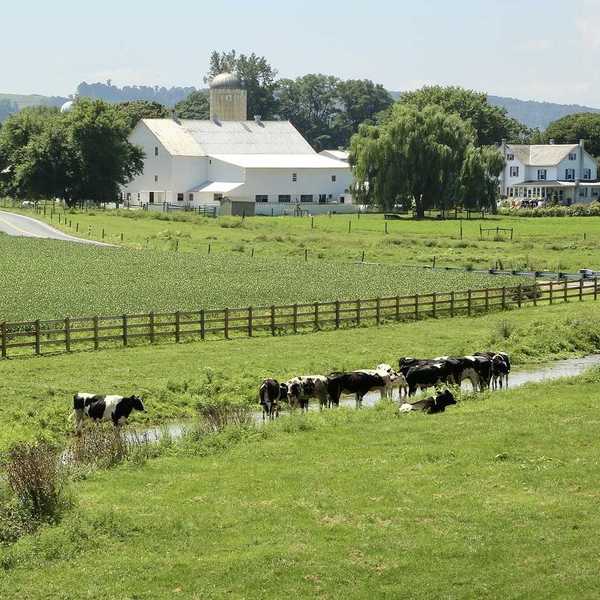 Black and white cows grazing on a farm and wading in a stream with white barn and white farmhouse in background