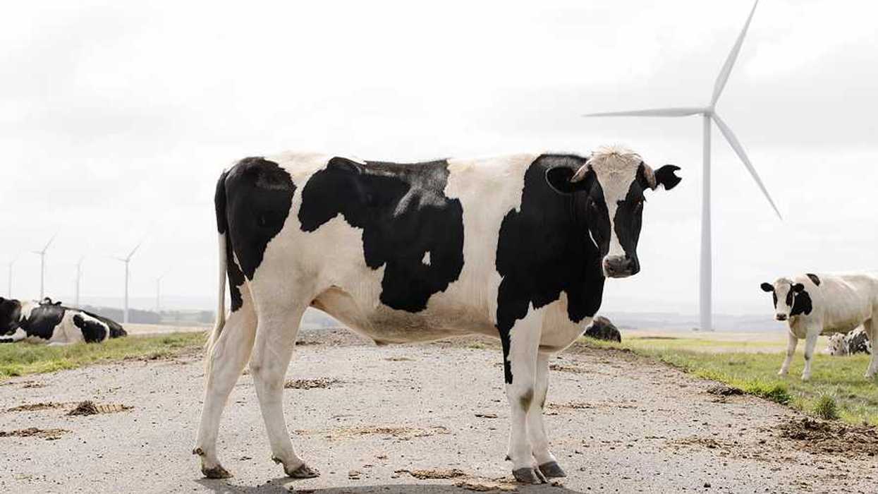 Black and white cows standing near a field with wind turbines in the background