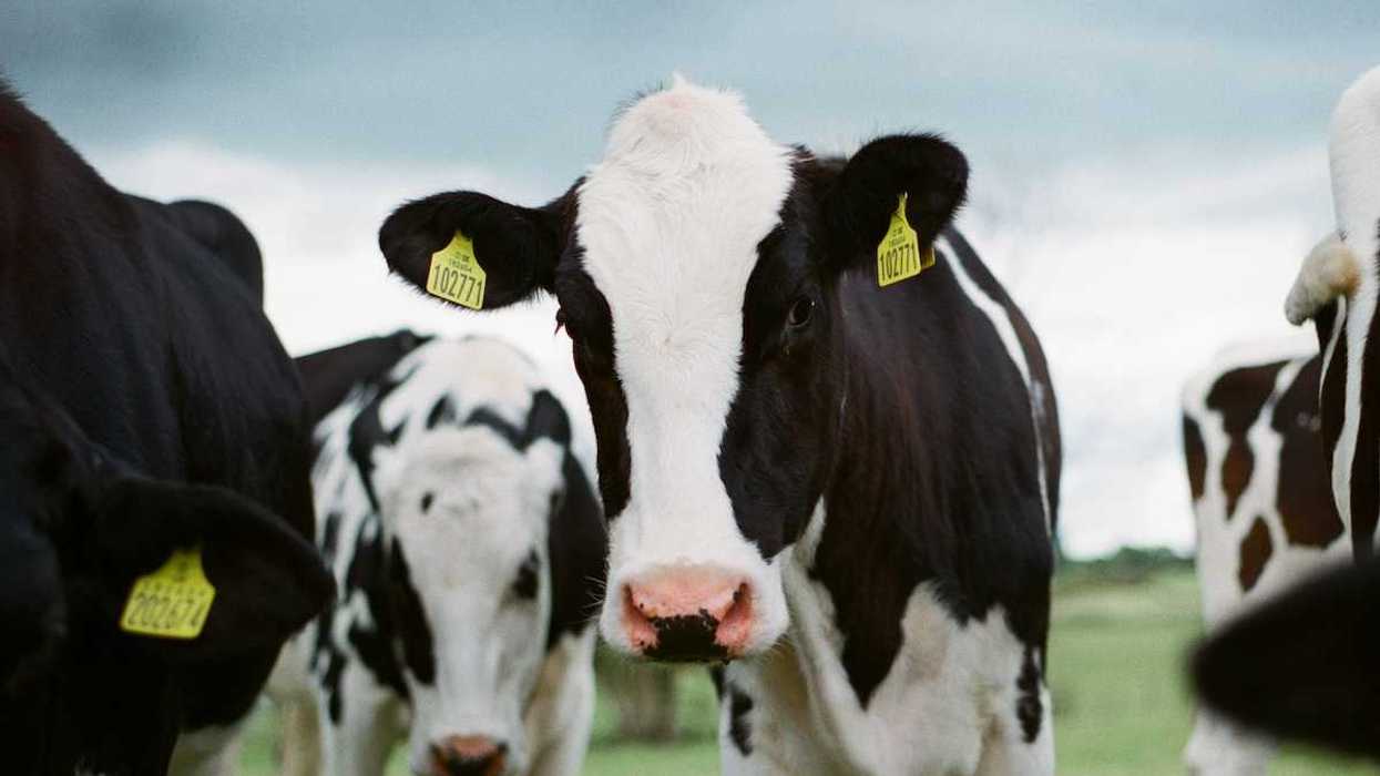 Black and white cows with ear tags