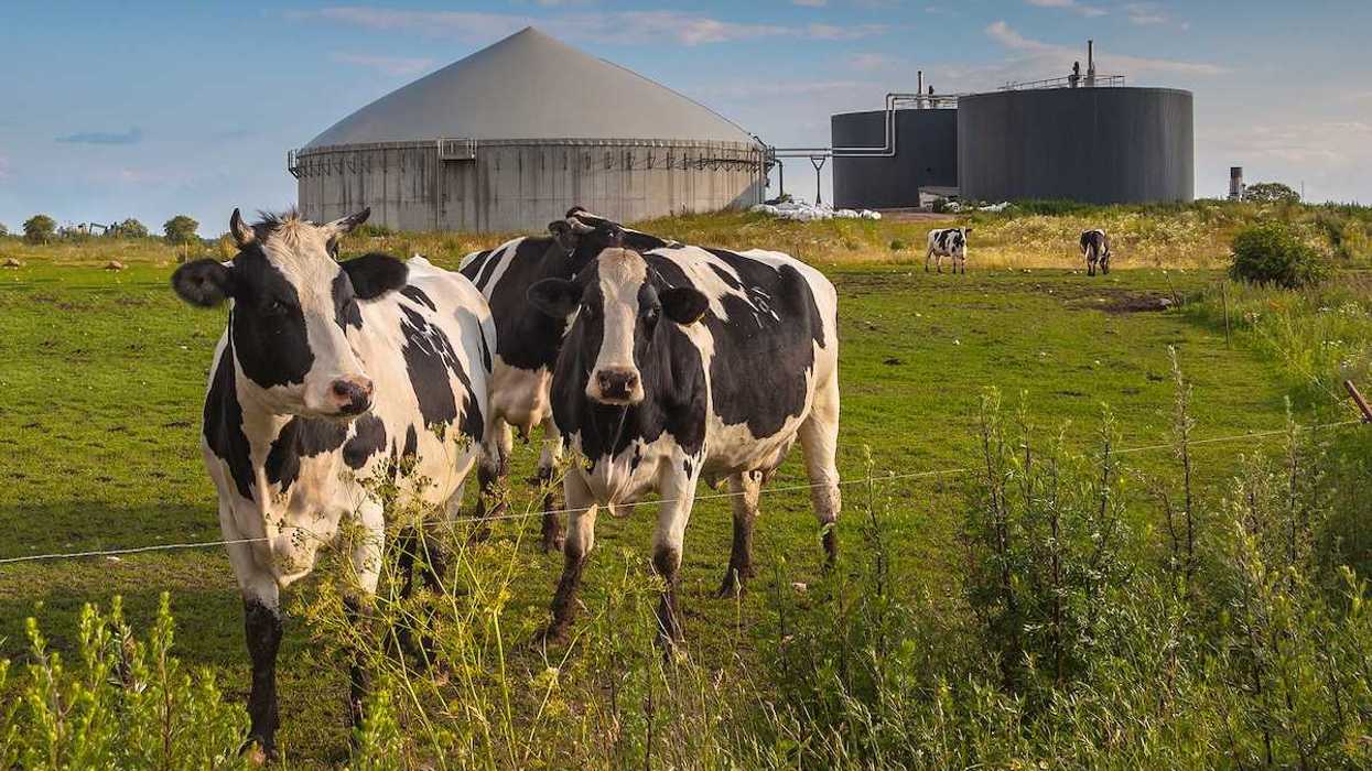 Black and white cows with manure digester for production of biogas in background.