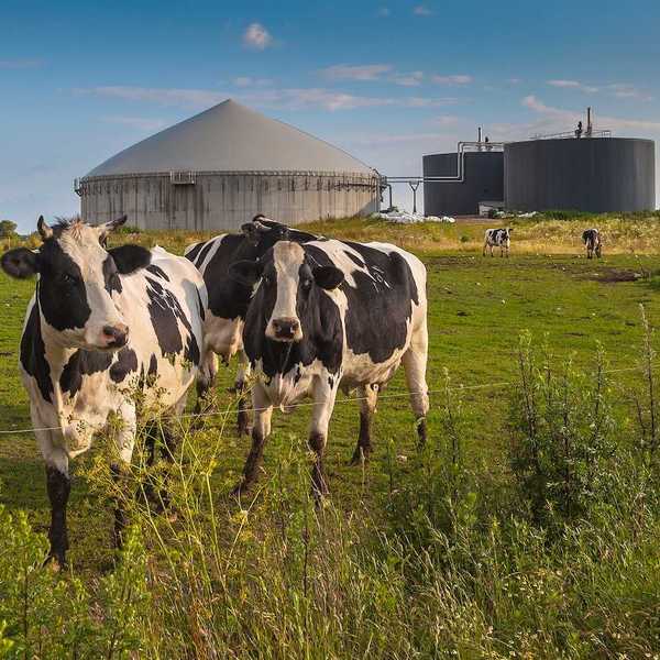 Black and white cows with manure digester for production of biogas in background.