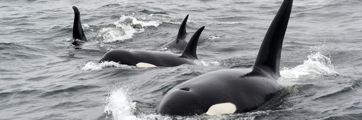 black and white killer whale in water during daytime.