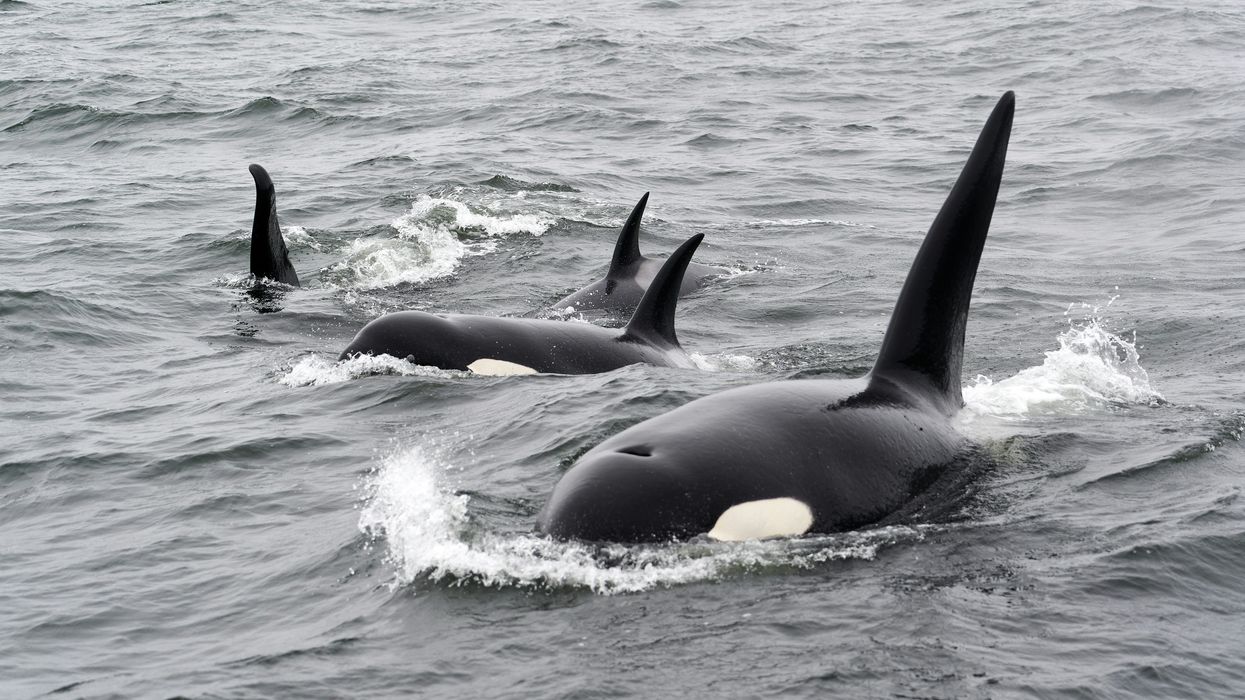 black and white killer whale in water during daytime.