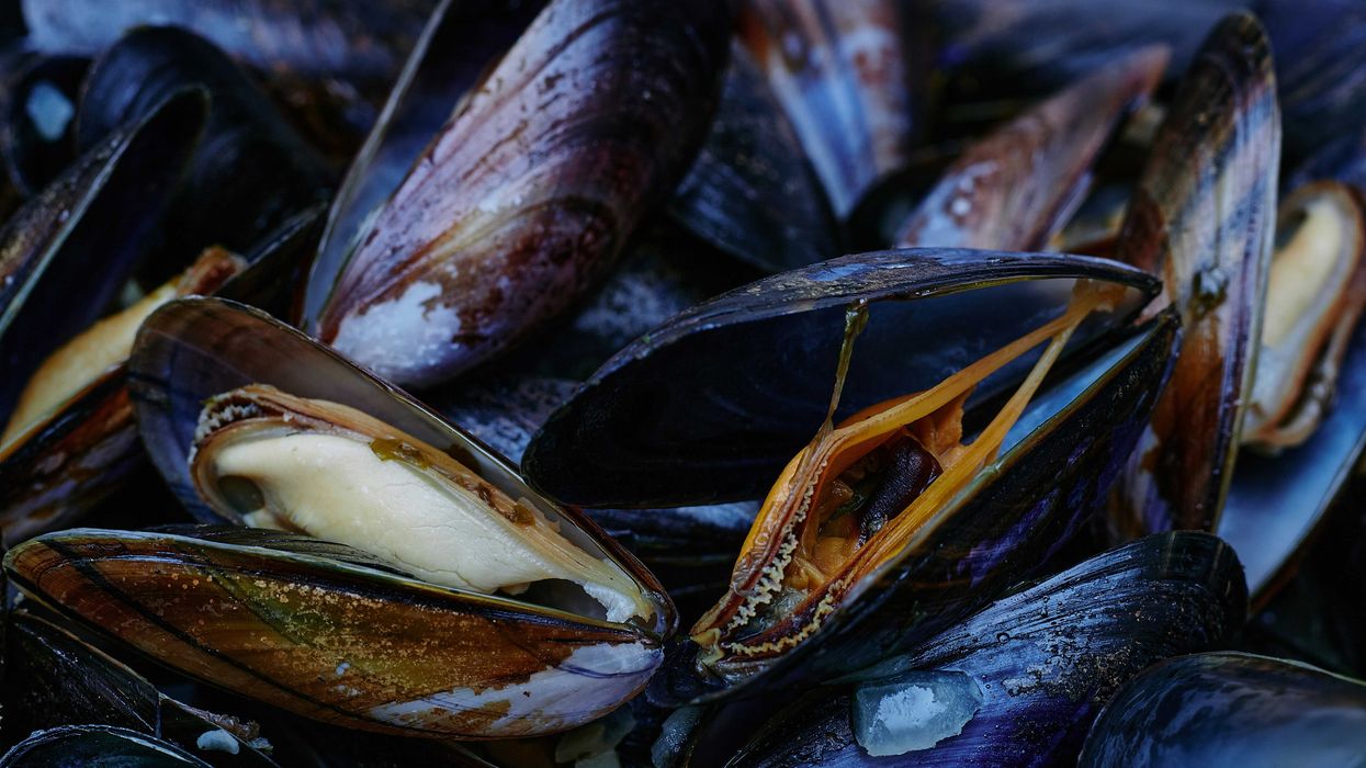 Black mussels in a pile