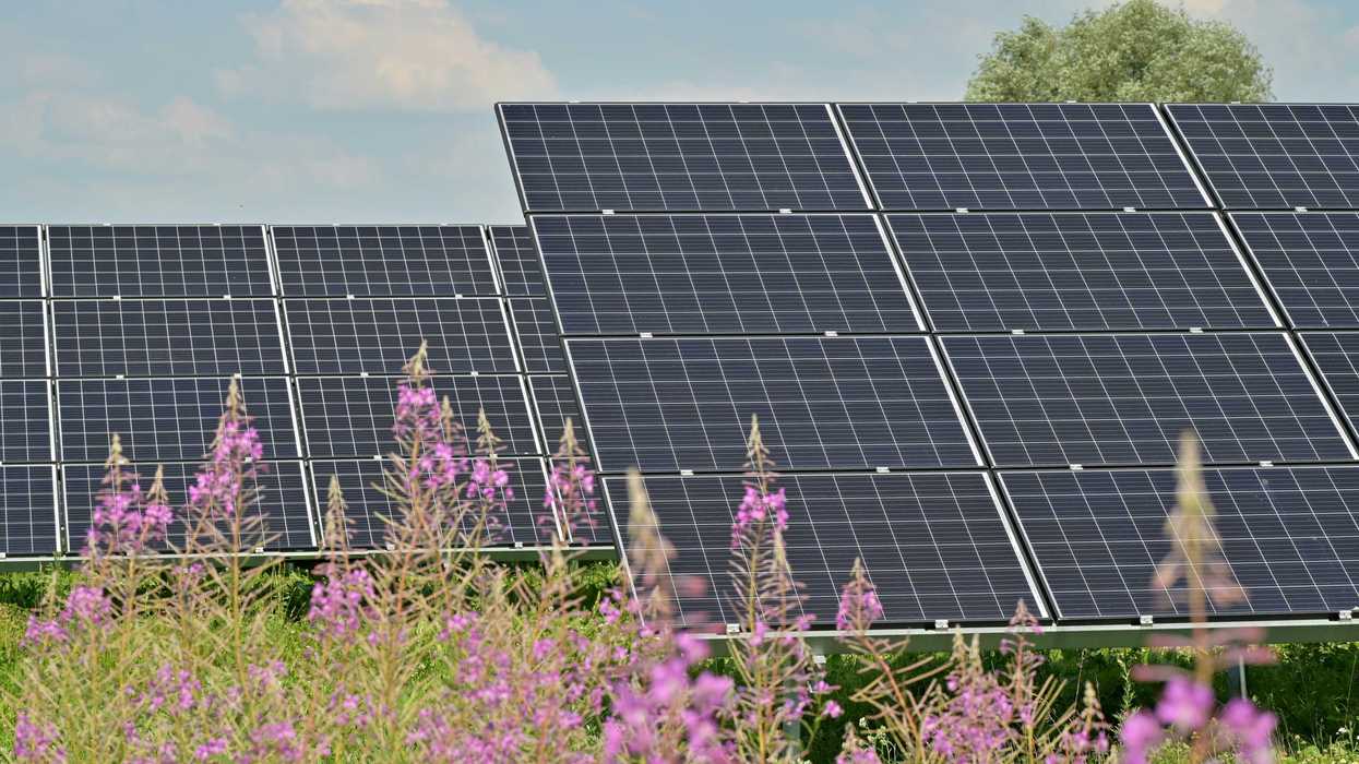 black solar panels on purple flower field during daytime.