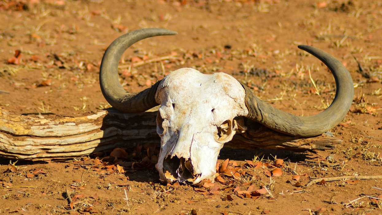 Bleached out cow skull with horns intact against a dry earth background