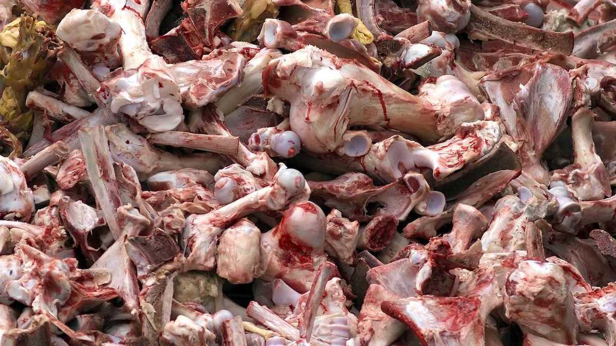Bloody animal remains from an industrial slaughterhouse