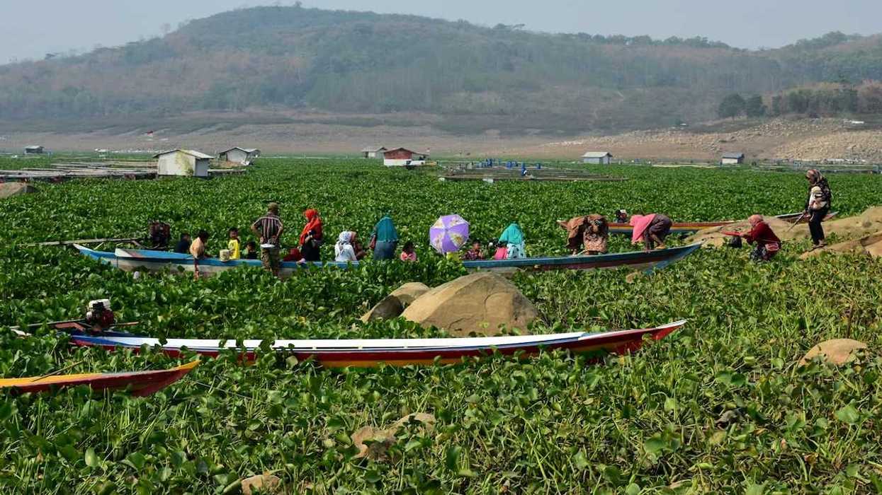 Boats beached amongst water hyacinth in Indonesia