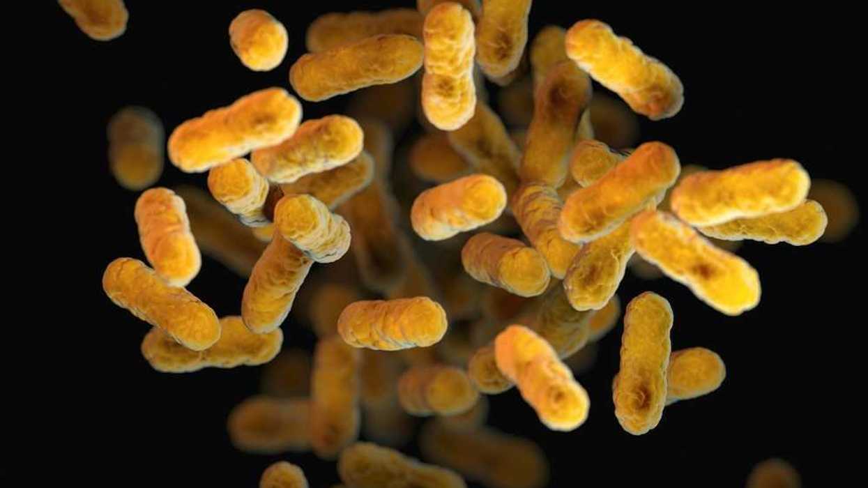 Bordetella pertussis - bacteria causing whooping cough (yellow/orange colored - look like cheese puffs)