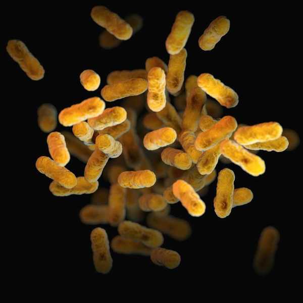 Bordetella pertussis - bacteria causing whooping cough (yellow/orange colored - look like cheese puffs)