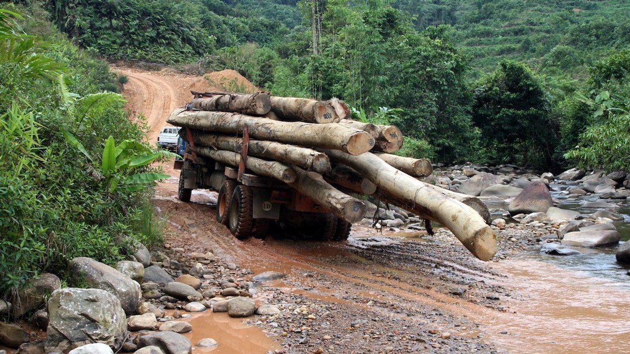 Borneo biomass deforestation