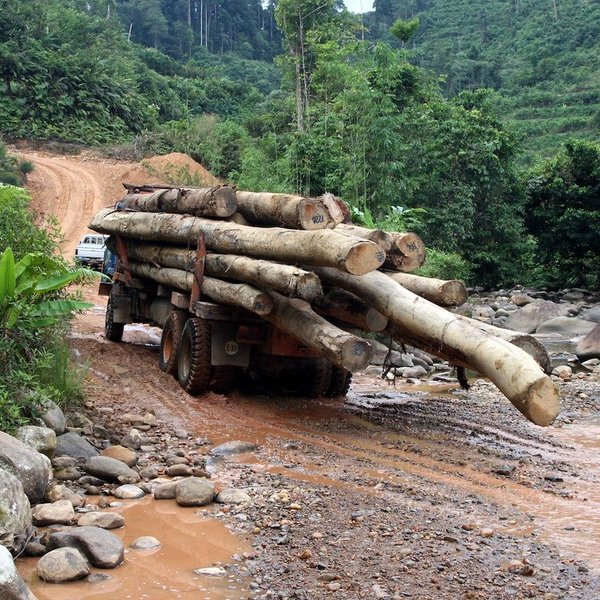 Borneo biomass deforestation
