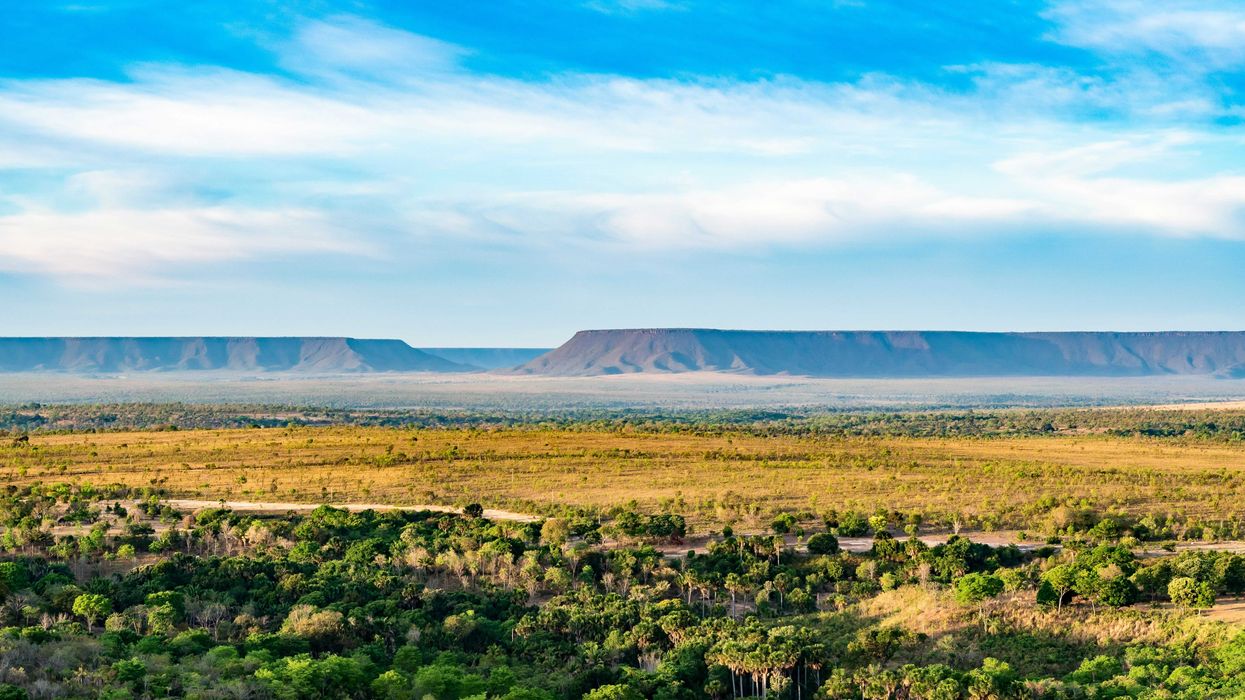 Brazil's Cerrado open savanna landscape with trees and bushes and mesas in background.
