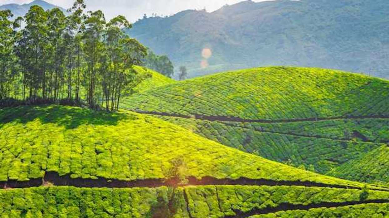 Bright green tea plantation hills in Kerala