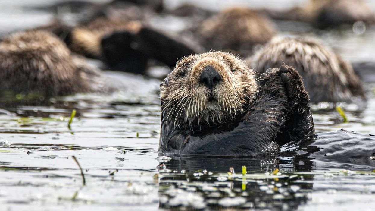 brown and black sea otters on water during daytime.