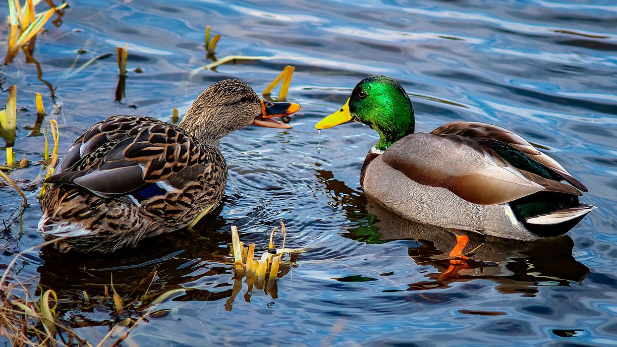 photo of Green Bay area ducks contaminated with PFAS image