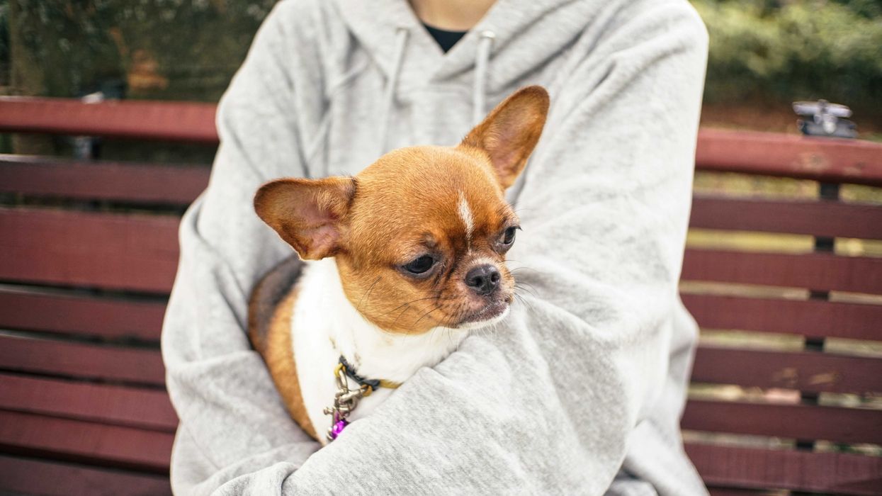 brown and white chihuahua on person's lap.