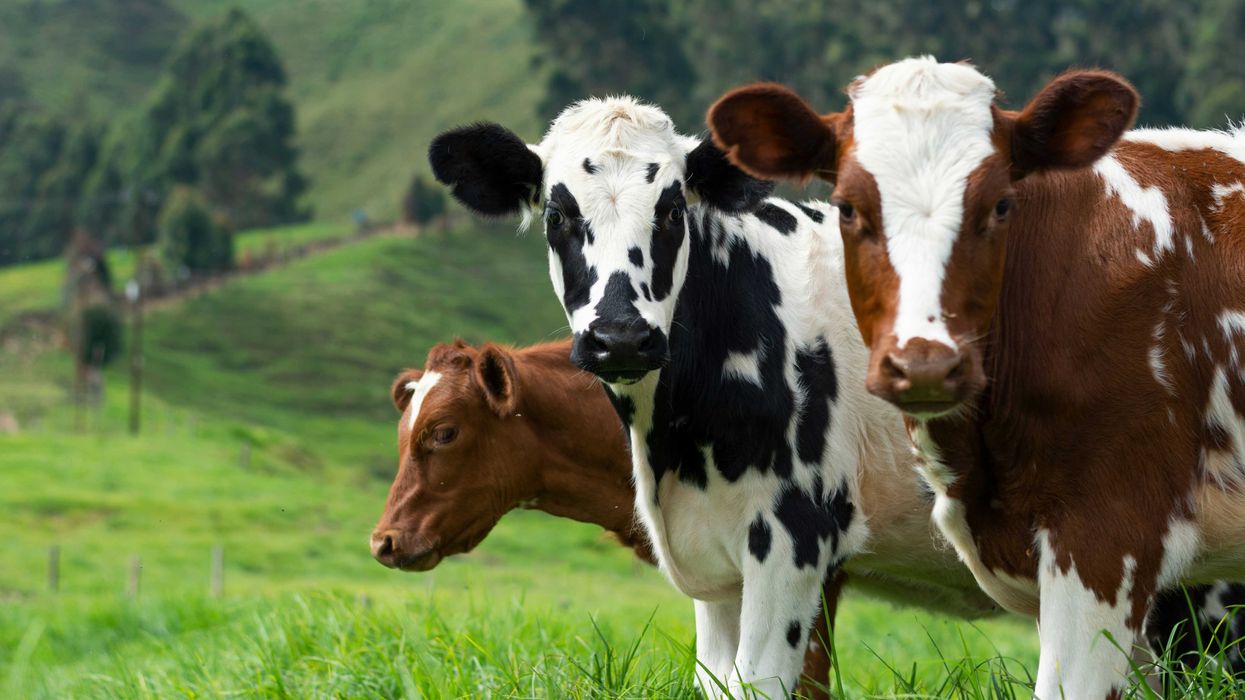 brown and white cow on green grass field during daytime.