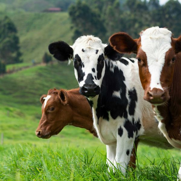brown and white cow on green grass field during daytime.