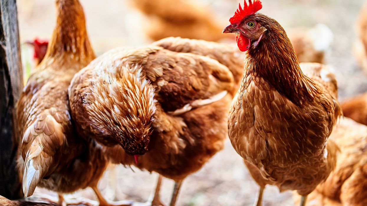 Brown chickens in the doorway of a henhouse