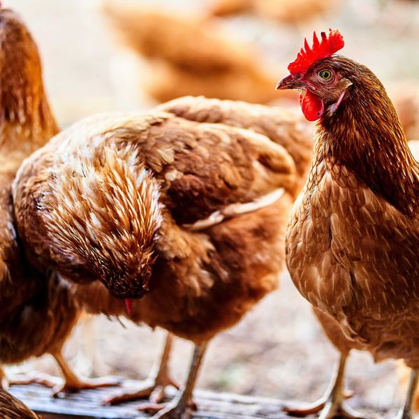 Brown chickens in the doorway of a henhouse