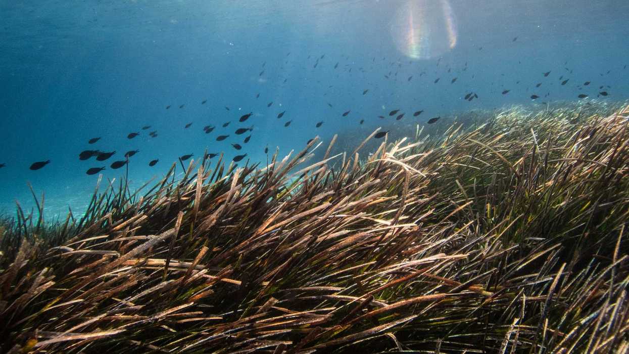 brown seagrass under water during daytime.