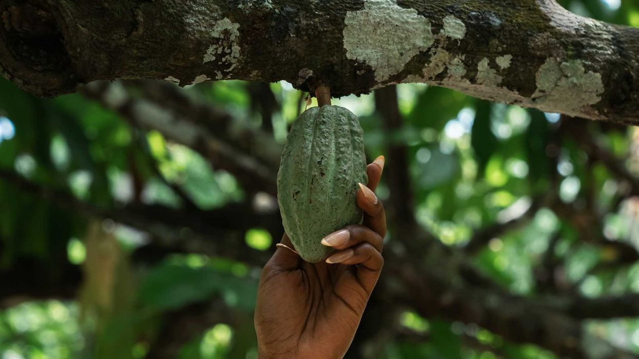 Brown-skinned hand grasping cocoa pod