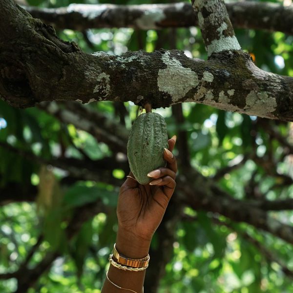 Brown-skinned hand grasping cocoa pod