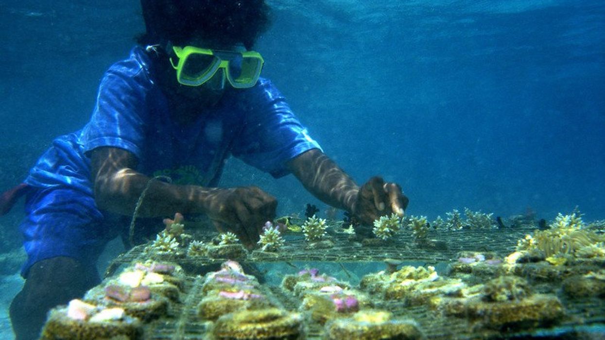 building climate-resilient coral reefs