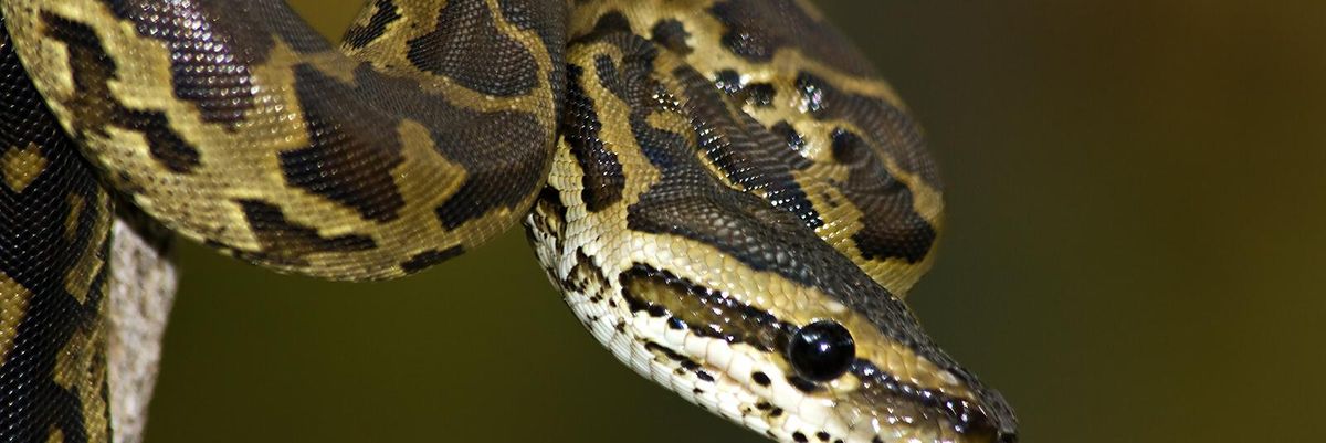 burmese python