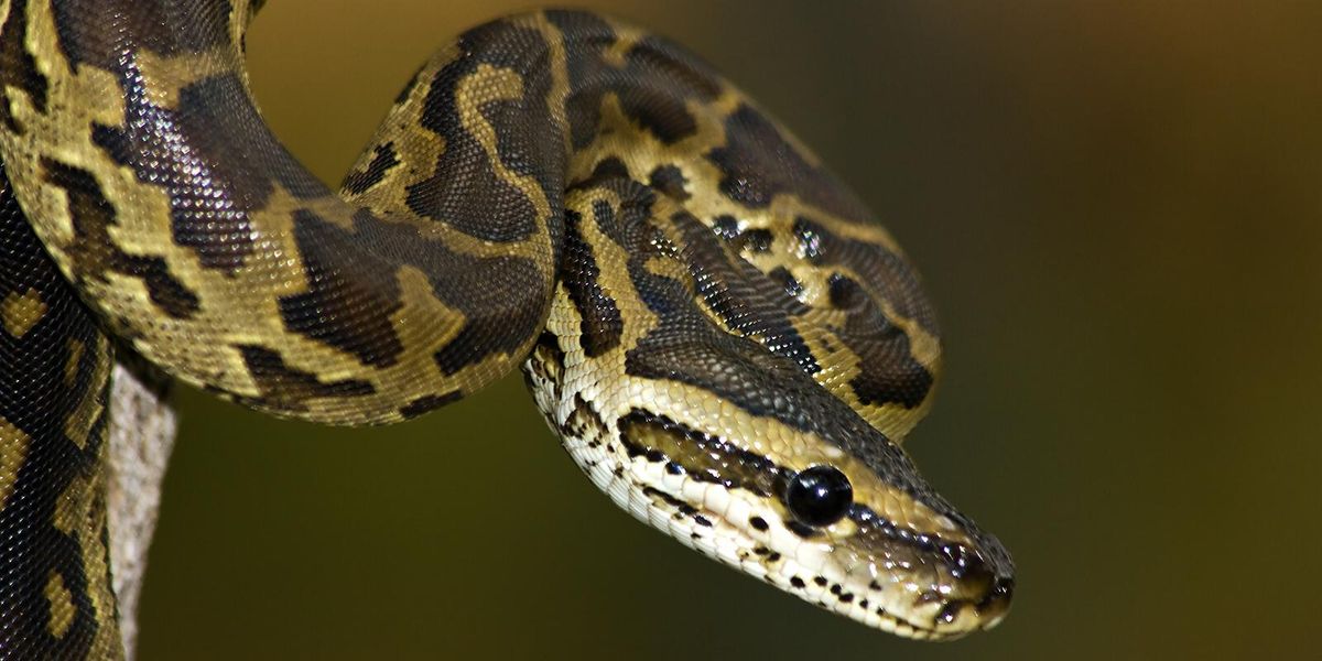 burmese python