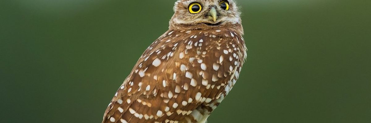 Burrowing owl on perch.