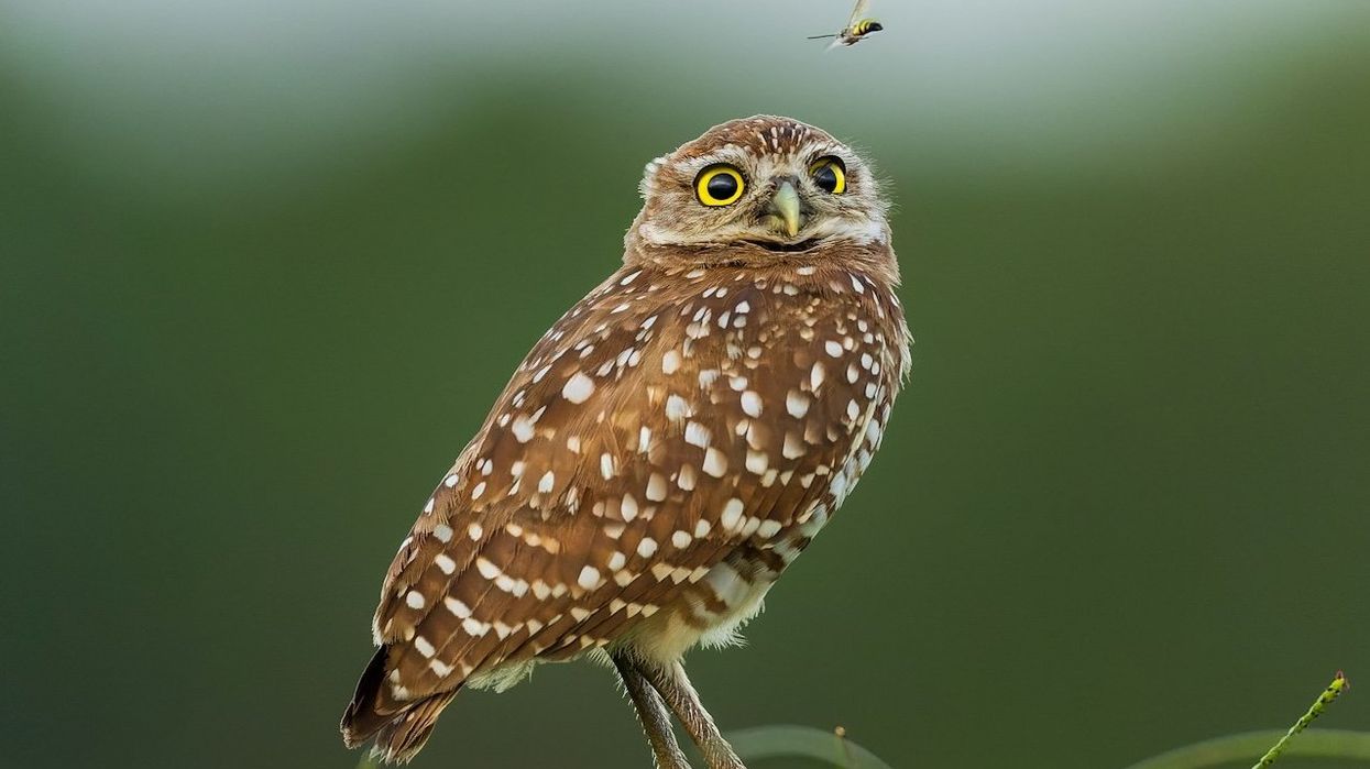 Burrowing owl on perch.