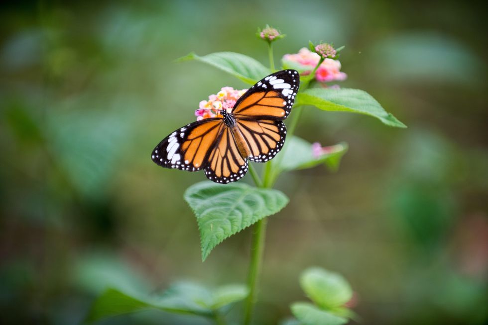 butterfly on flower