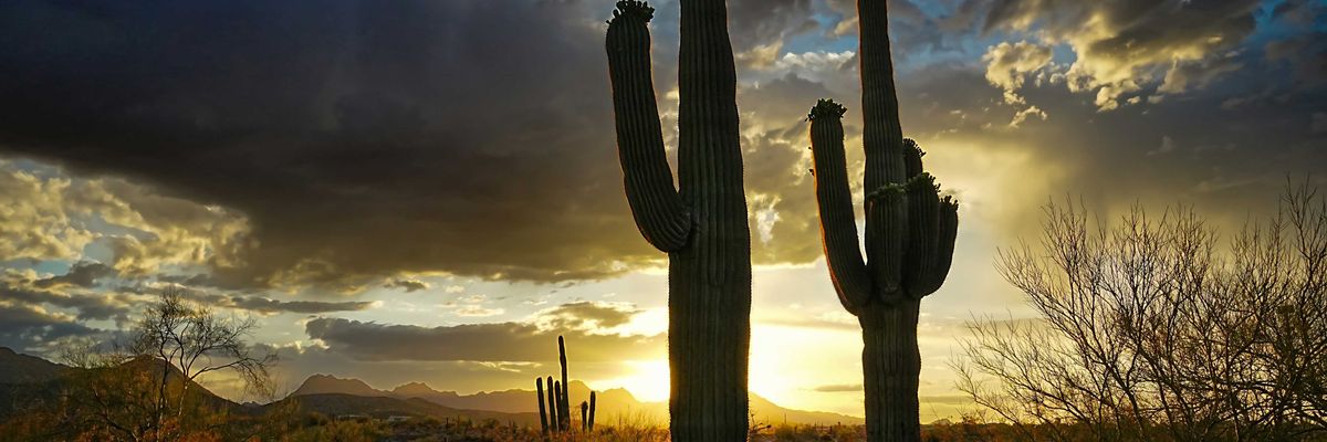 Cacti stand tall in a dramatic desert sunset.