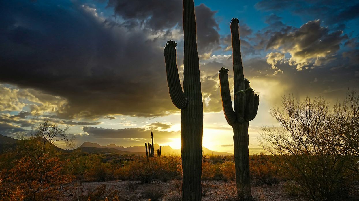 Cacti stand tall in a dramatic desert sunset.