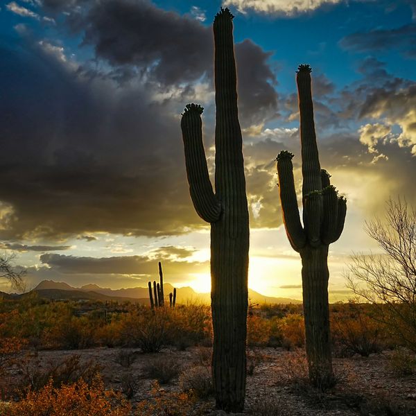 Cacti stand tall in a dramatic desert sunset.