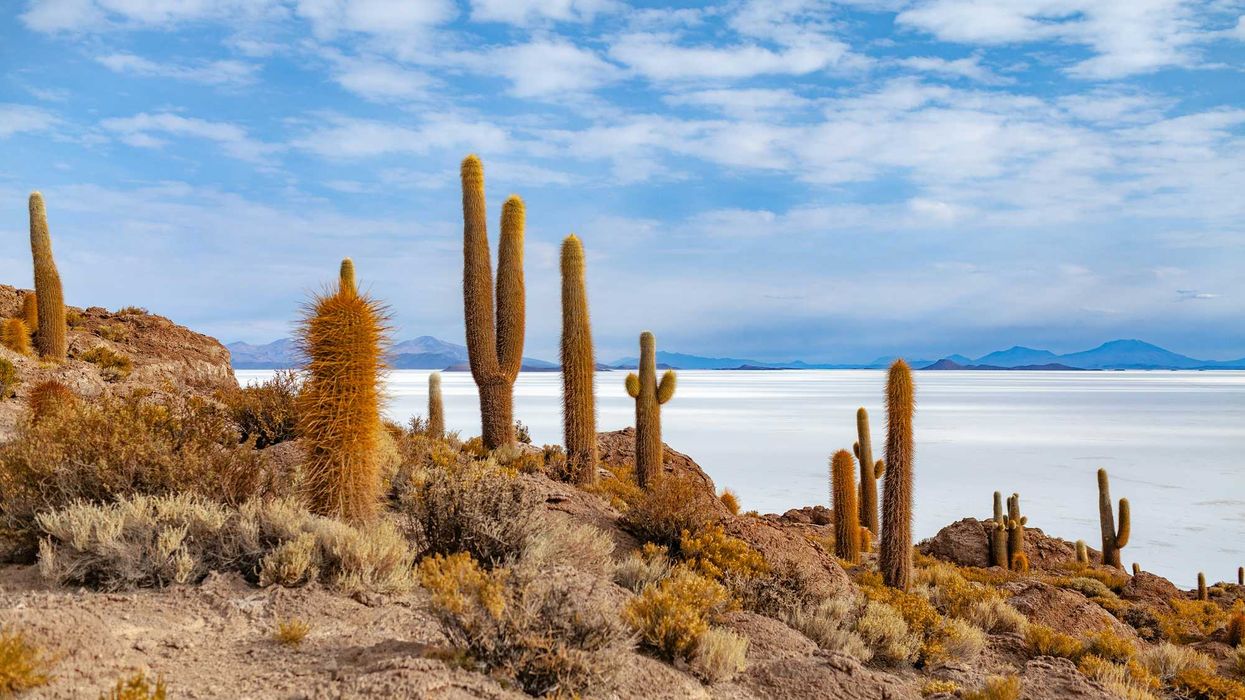 cactus plants near body of water.