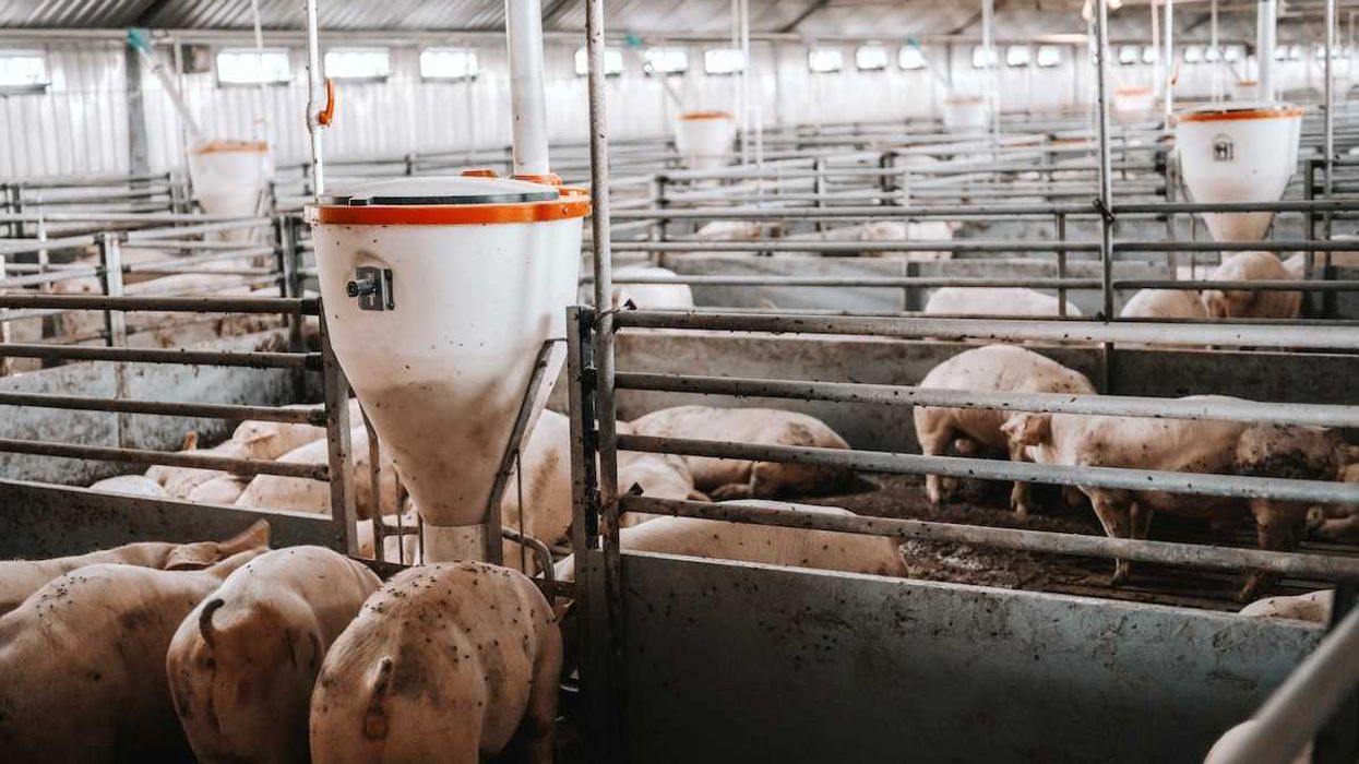 CAFO pigs confined in a factory farm