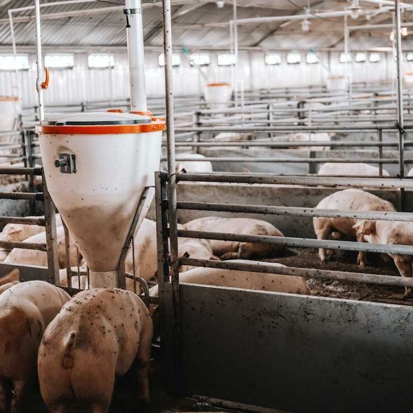 CAFO pigs confined in a factory farm