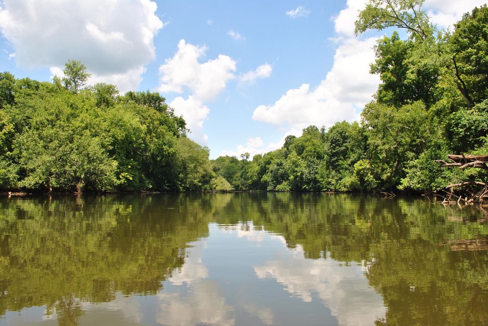cape fear river green trees reflecting on water.