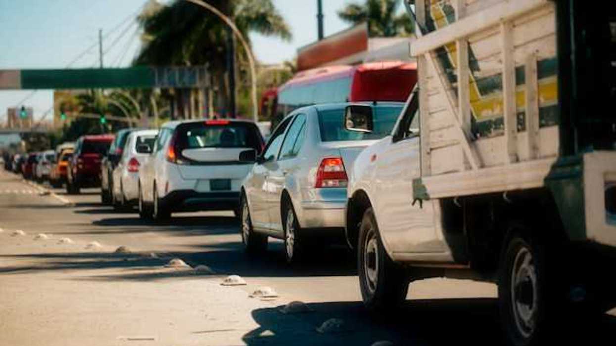 Cars at a traffic light lined up, with palm trees lining the street